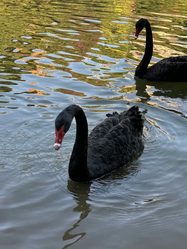 曼聽公園有自己的翡翠湖(附攻略 曼聽公園有自己的翡翠湖(附攻略