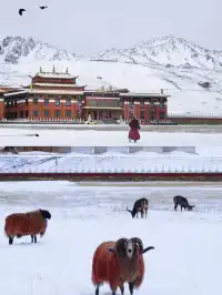 川西雙旦限定｜在雪山腳下過聖誕