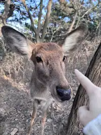 關於大連的初冬記憶