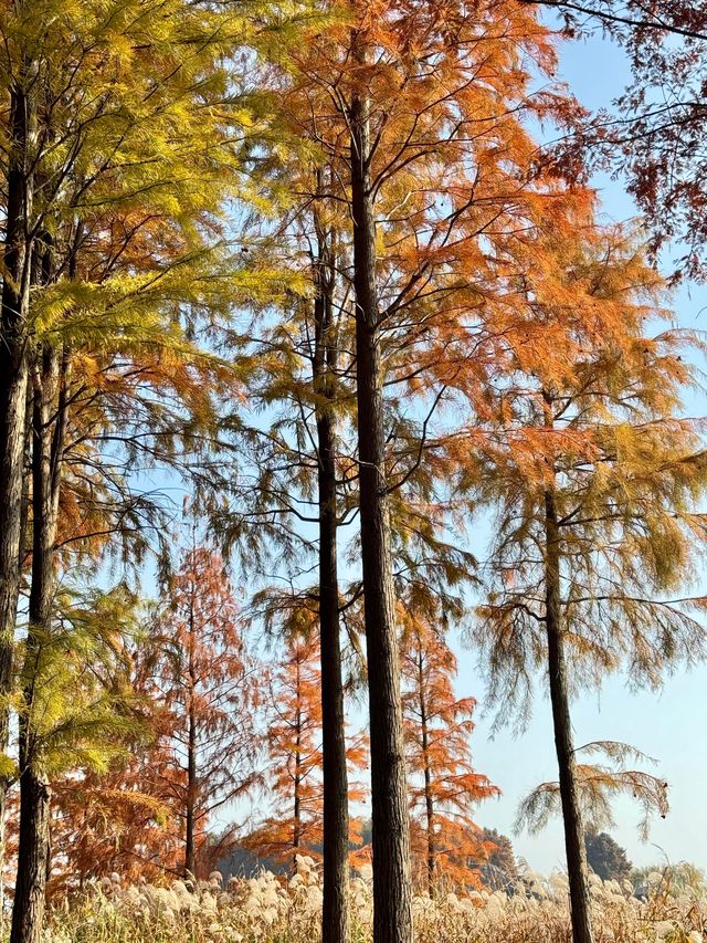 蘇州私藏秋日寶藏|太湖湖濱濕地公園,免費美到驚嘆 蘇州私藏秋日寶藏|太湖湖濱濕地公園,免費美到驚嘆
