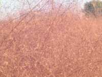 南京綠博園秋日限定藏在城市的絕美秘境