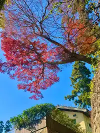 莫干山蔣公古道 請大膽浪費時間給秋天