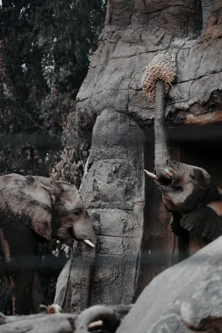 San Diego Zoo Safari Park Half/Full Day Tour Guide