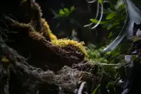 日落前入園！溫室花園日夜場一次看完