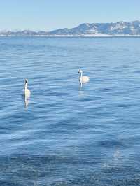 賽湖冬探:冰原上的毛茸茸精靈