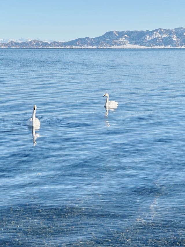 賽湖冬探:冰原上的毛茸茸精靈 賽湖冬探:冰原上的毛茸茸精靈