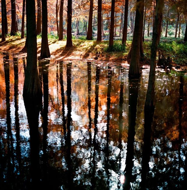 南京燕雀湖絕美水杉攻略秋日限定版油畫秘境 南京燕雀湖絕美水杉攻略秋日限定版油畫秘境