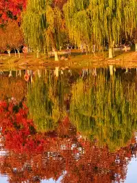 12.2live｜現實版莫奈油畫藏在武漢青山公園