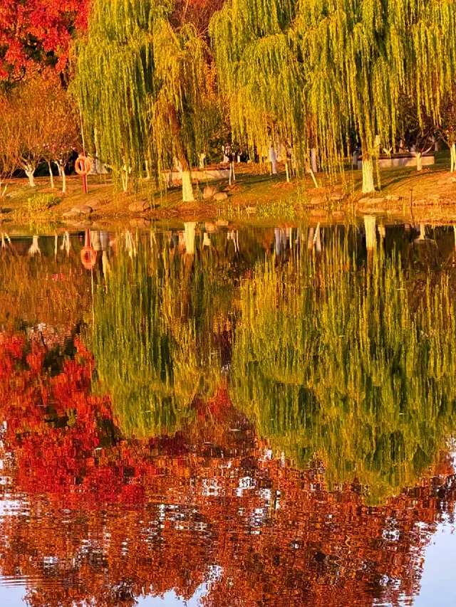 12.2live｜現實版莫奈油畫藏在武漢青山公園