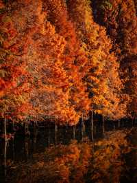 深秋的南京,一不小心闖進了油畫裡