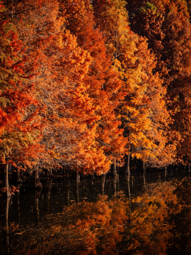 深秋的南京,一不小心闖進了油畫裡 深秋的南京,一不小心闖進了油畫裡