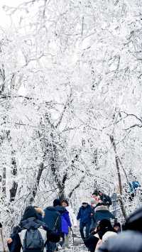 北京初雪刷屏南京紫金山霧淞已在路上!東北平替絕美暴擊