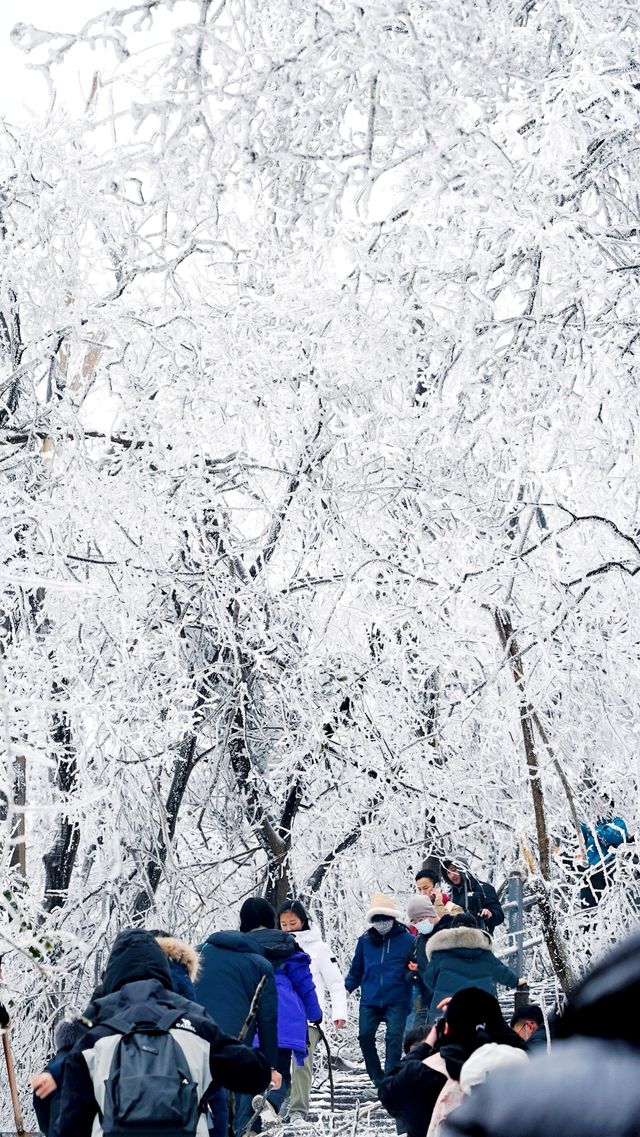 北京初雪刷屏南京紫金山霧淞已在路上!東北平替絕美暴擊 北京初雪刷屏南京紫金山霧淞已在路上!東北平替絕美暴擊