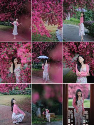 Red Loropetalum in Martyrs Park, Changsha is in full bloom! Breathtaking spring exclusive