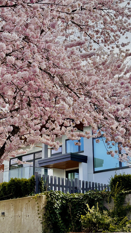 バンクーバー桜手記⑨｜この坂の春色は、本気で咲いている | Trip.com