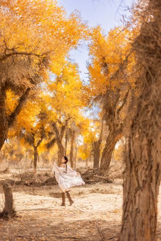 Going to southern Xinjiang to see the poplar trees really means avoiding crowded tourist spots, long bus rides, and long queues waiting for a good spot to fly past a single tree. This 139-kilometer stretch of poplar trees in Shaya is a much better option.