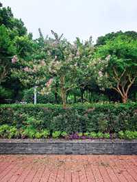 上海青浦夏陽湖畔|紫薇花開的夏日詩篇