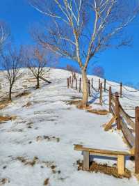 태백에서 눈구경 하기 좋은 산양목장🐏❄️