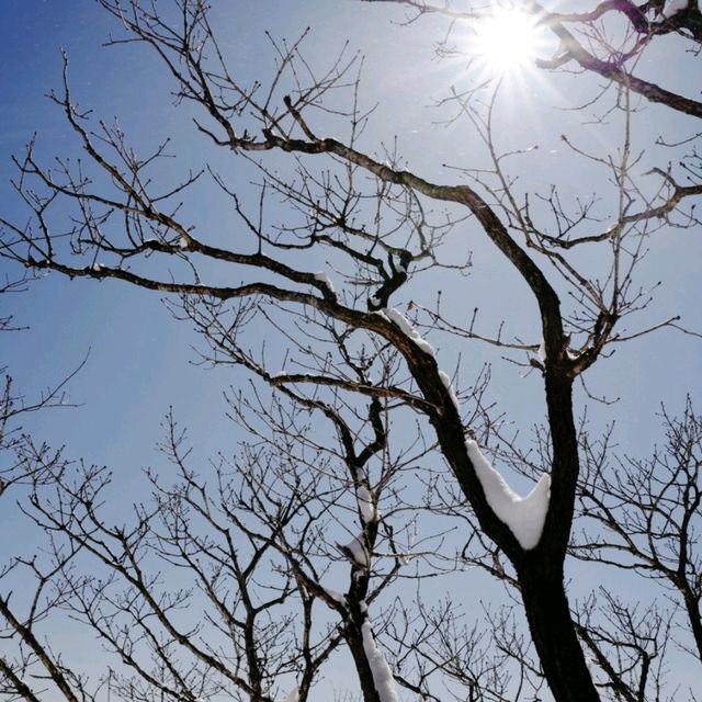 함백산 눈꽃여행 