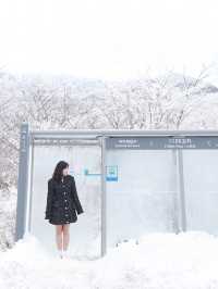 제주 눈꽃 가득한 곳 1100고지