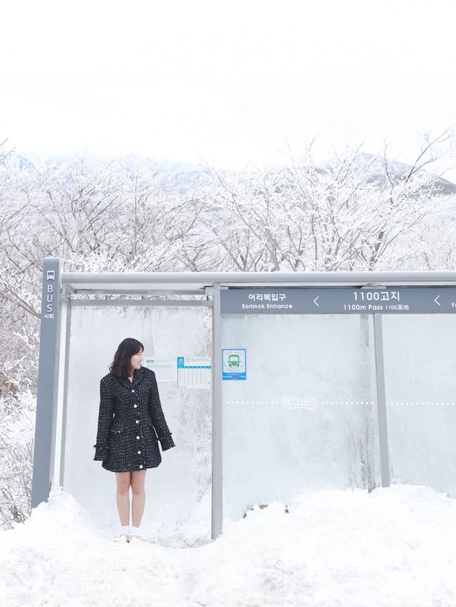 제주 눈꽃 가득한 곳 1100고지