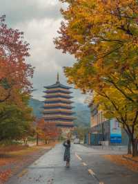 흐려도 아름다운 가을경주 황룡원🍁