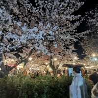 Famous weeping sakura trees