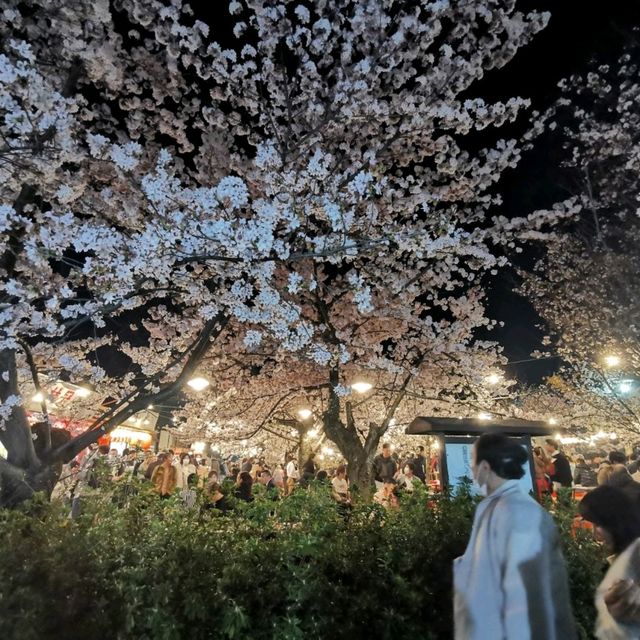 Famous weeping sakura trees