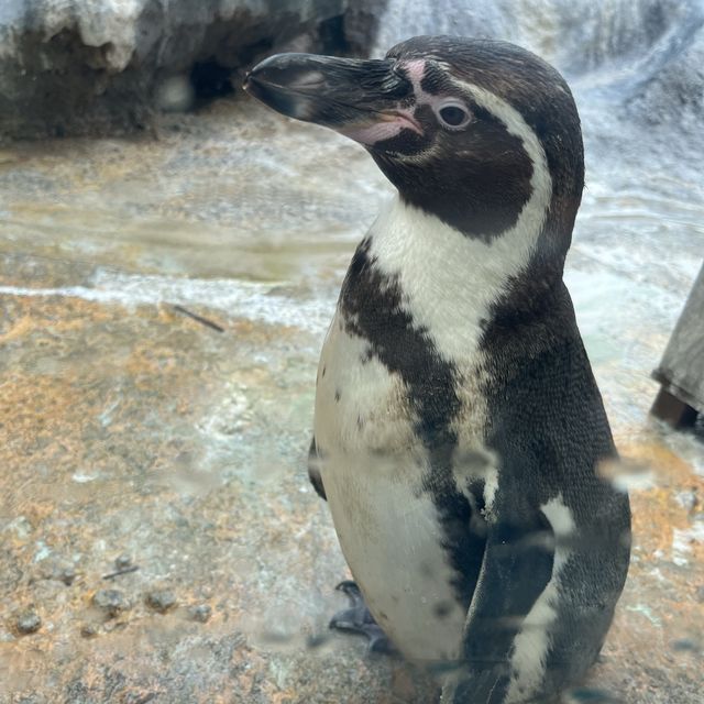 鳥羽水族館