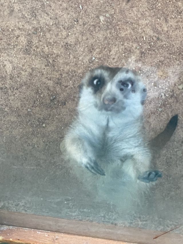 🐻🐼🐻‍❄️🦊🐰Monster Aquarium Pattaya 🦆🦅🦇🦉  