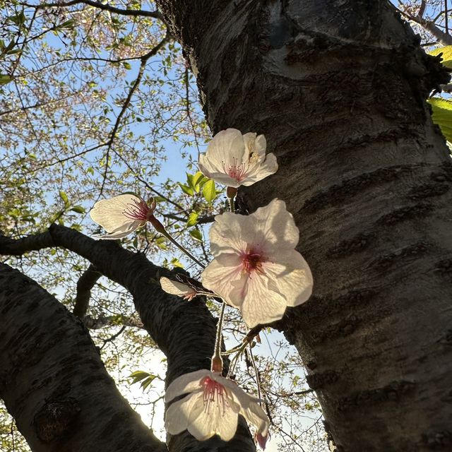 釜山遲來的櫻花樹🌸