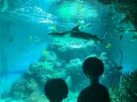 【山口】市立しものせき水族館・海響館