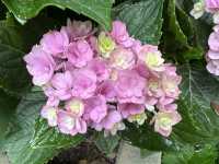 香港賞花｜九龍公園｜今年最後一輯繡球花照片