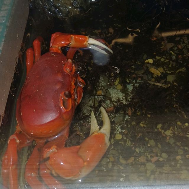 螃蟹教我們如何有殼的，硬起打横走！！！
