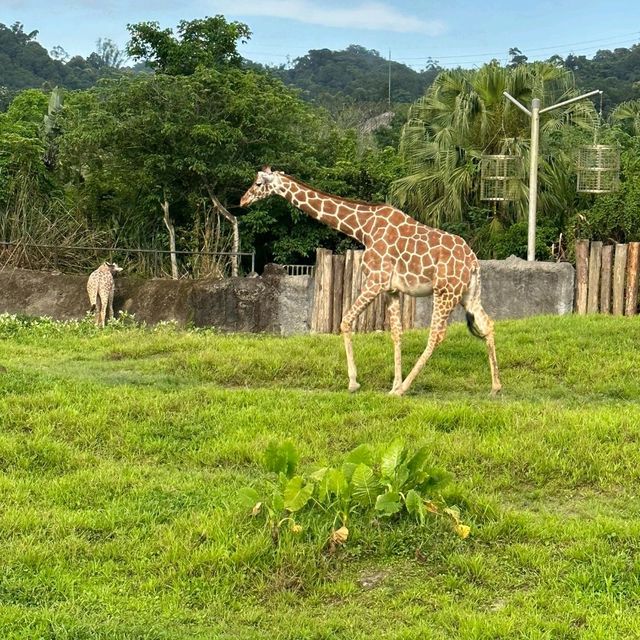 【臺北市立動物園】：樂學給合♡親子探索自然的夢幻之旅
