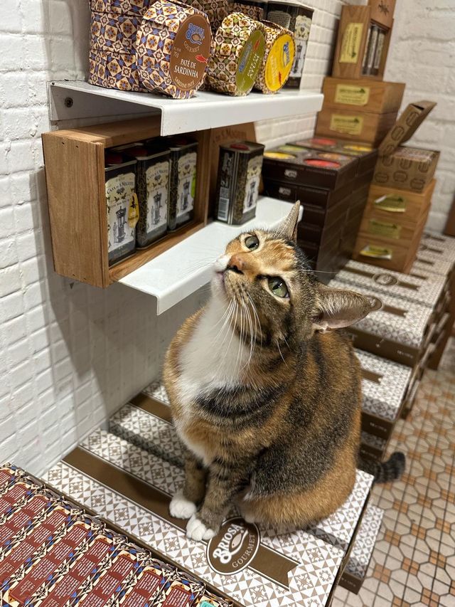 澳門遊： 美食篇～