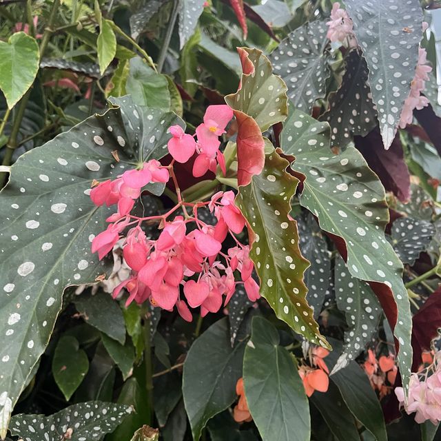 濱海灣雲霧林X阿凡達