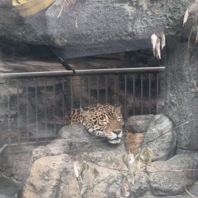 天王寺動物園：與萌物共度快樂時光！🦁🐼🌳