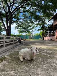 คาเมล รีพับบลิค Camel Republic ที่เที่ยวชะอำ