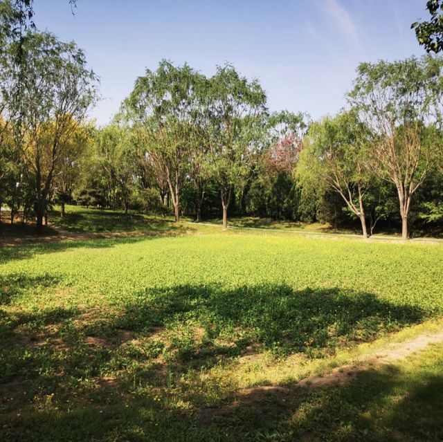 🌳🌸🏞️ 西山公園⛩️大自然的綠洲 🌳🌸🏞️