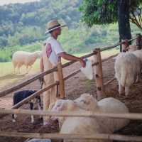 ⛰️🐑 ไปหาน้องแกะกัน Akha Farmville อากาศดี