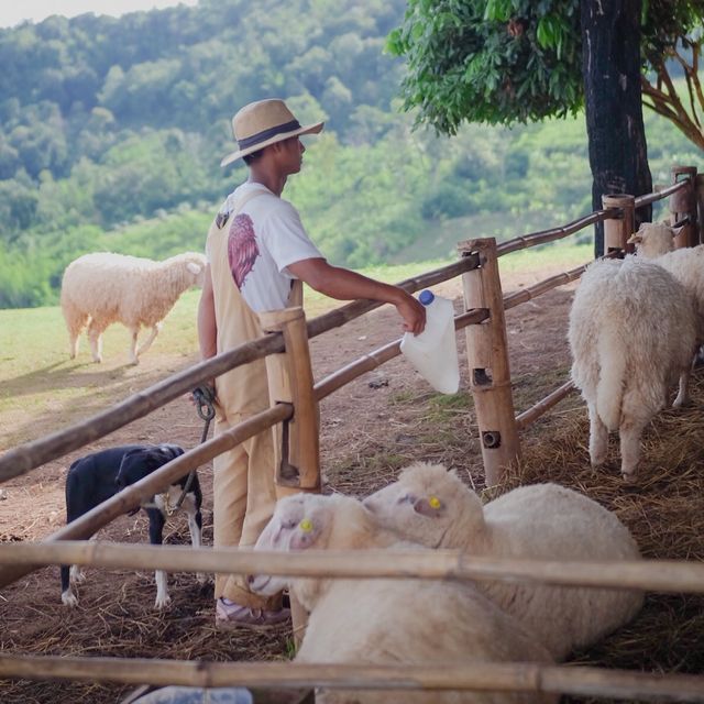 ⛰️🐑 ไปหาน้องแกะกัน Akha Farmville อากาศดี