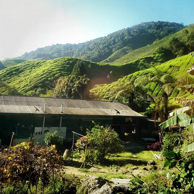 Is Cameron highlands worth visiting? 