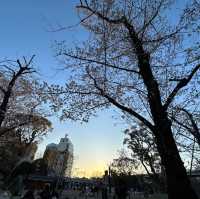【東京】夕暮れ時の隅田公園の桜