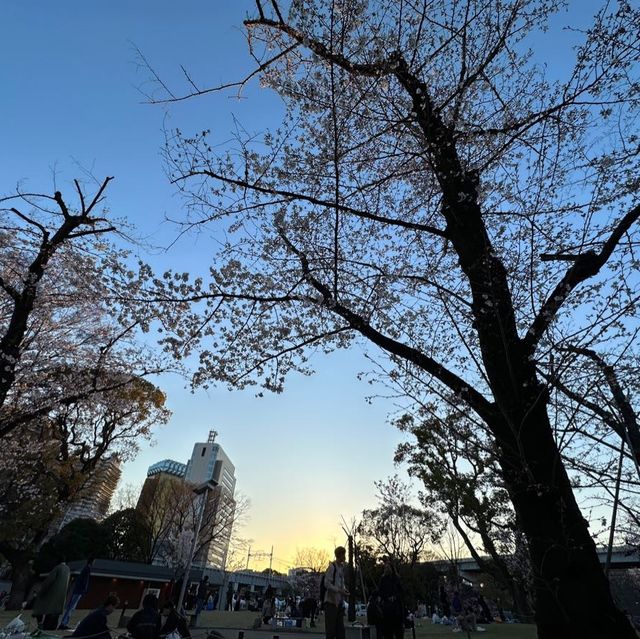 【東京】夕暮れ時の隅田公園の桜