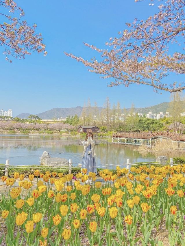튤립과 벚꽃, 김해 연지공원💛