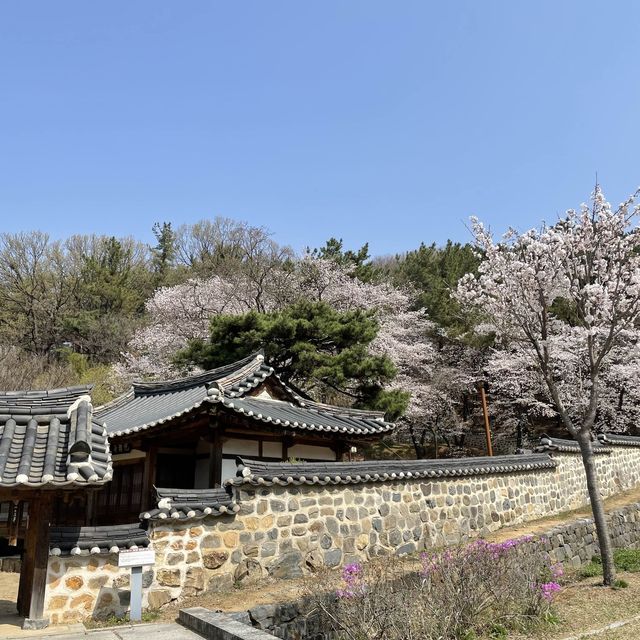 대전여행:: 봄꽃 가득한 우암사적공원🌸