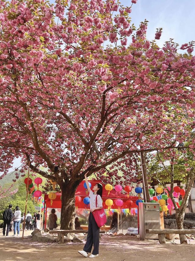 겹벚꽃 막차탑승은 선암사로🌸💓