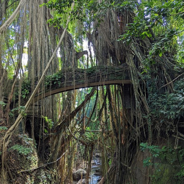 Sacred Monkey Forest Sanctuary 🐒