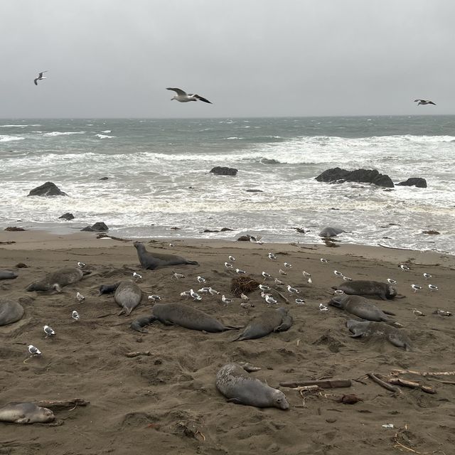 Elephant Seal Vista Point , อเมริกา